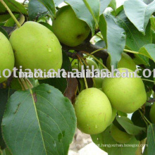 Shandong Pears Big Sizes